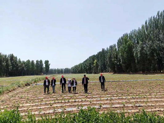 “三抓三促”行動進行時 | 篤行不怠勇?lián)?dāng)　砥礪奮進正當(dāng)時 —— 武威市敦煌種業(yè)種子有限公司“三抓三促”行動紀(jì)實